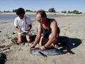 Vaquita Porpoise