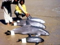 Vaquita Porpoise