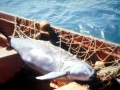 Vaquita Porpoise