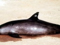 Vaquita Porpoise