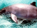 Vaquita Porpoise