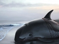 Vaquita Porpoise