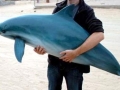 Vaquita Porpoise