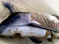 Vaquita Porpoise