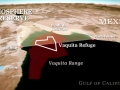 Vaquita Porpoise