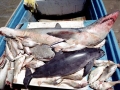 Vaquita Porpoise