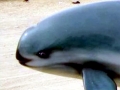 Vaquita Porpoise