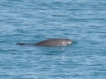 Vaquita Porpoise