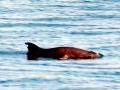 Vaquita Porpoise