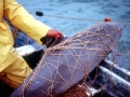 Vaquita Porpoise