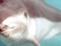 Vaquita Porpoise
