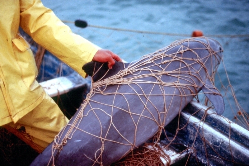 Vaquita Porpoise