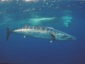 Wahoo