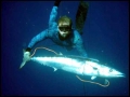 Wahoo
