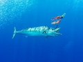 Wahoo