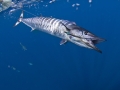 Wahoo