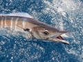 Wahoo