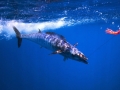 Wahoo