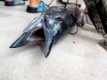 Wahoo