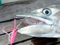 Wahoo
