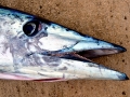 Wahoo
