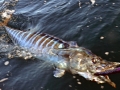 Wahoo
