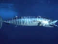 Wahoo