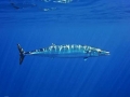 Wahoo