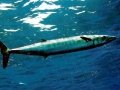 Wahoo