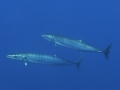 Wahoo