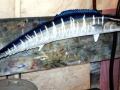 Wahoo