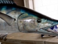 Wahoo
