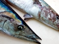 Wahoo