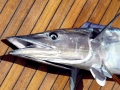 Wahoo