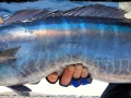 Wahoo