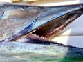 Wahoo