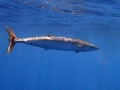 Wahoo