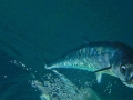 Wahoo