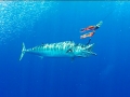 Wahoo