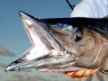 Wahoo