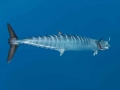 Wahoo