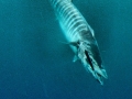Wahoo
