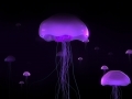 Favorite Wallpapers