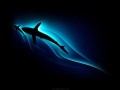 Shark-2