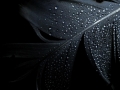Favorite Wallpapers