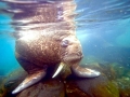 Walrus