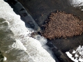 Walrus