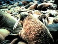 Walrus