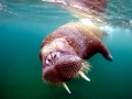 Walrus