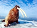 Walrus
